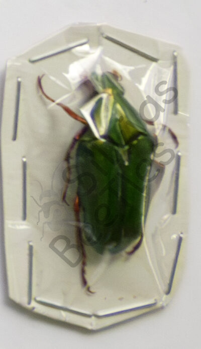 Chalcothea smaragdina