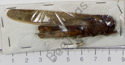 Orthoptera ssp.