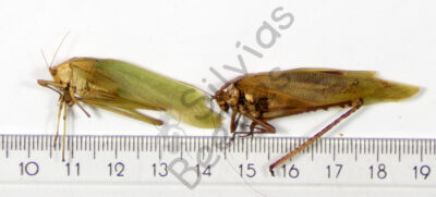 Orthoptera ssp.