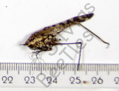 Orthoptera ssp.