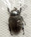 Hetrogomphus hirtus ♀