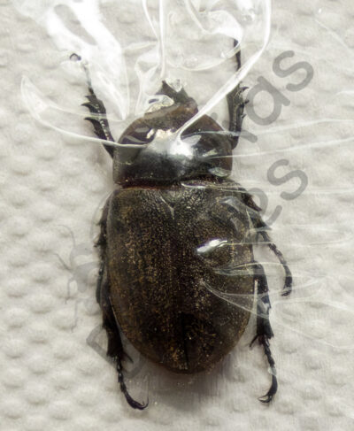 Hetrogomphus hirtus ♀