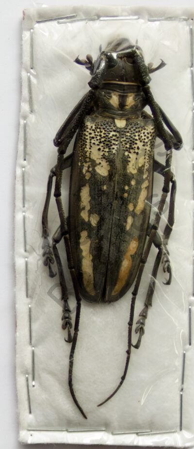Batocera sp.