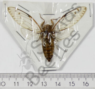 Cicicadae ssp.