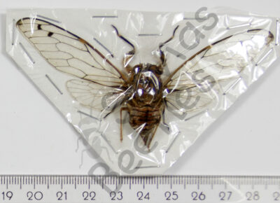 Cicicadae ssp.