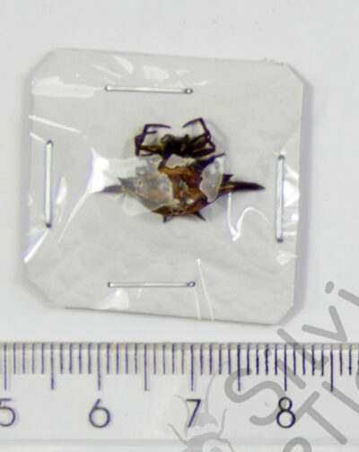 Gasteracantha sp.
