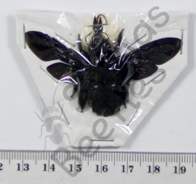Xylocopa latipes