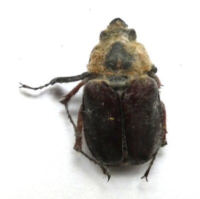 Sphaenognathus xerophilus