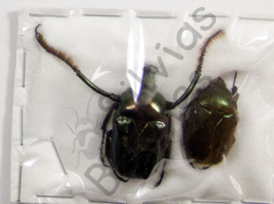 Neoscelis dorhni