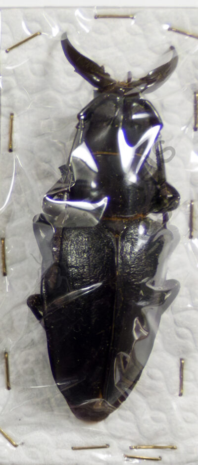 Dorysthenes walkeri