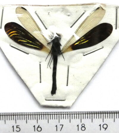 Rhinocypha anisoptera