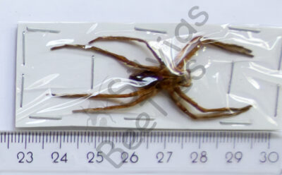 Arachnidae ssp.