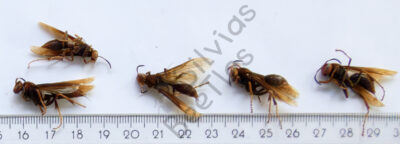 Hymenoptera ssp.