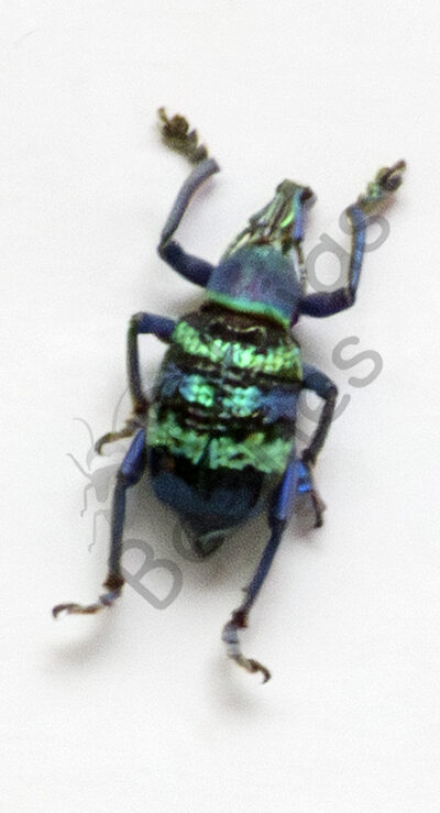 Eupholus magnificus