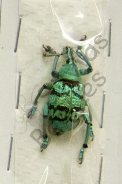 Eupholus chevrolati