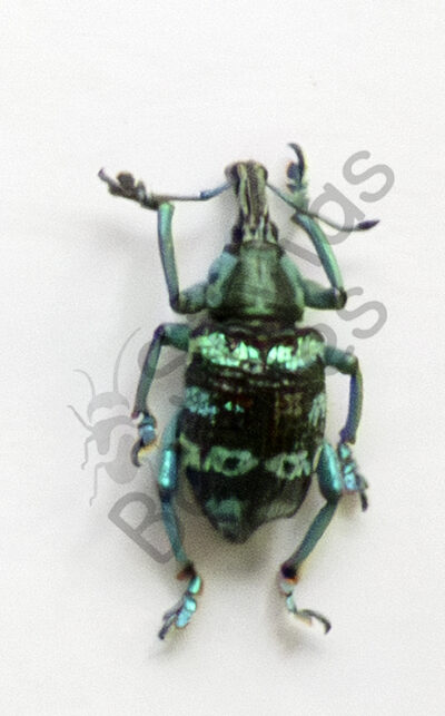 Eupholus linnei