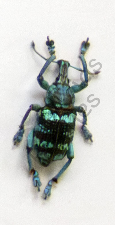 Eupholus linnei