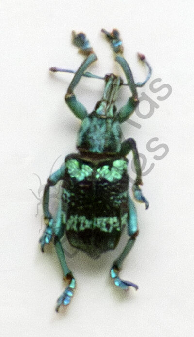 Eupholus linnei
