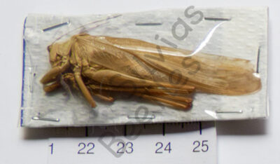 Orthoptera ssp.