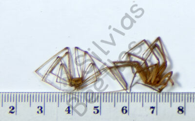 Arachnidae ssp.