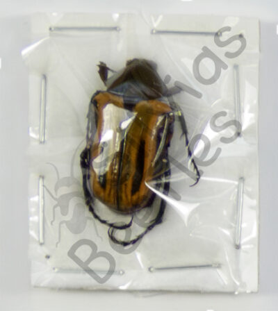 Coptomia mauritania