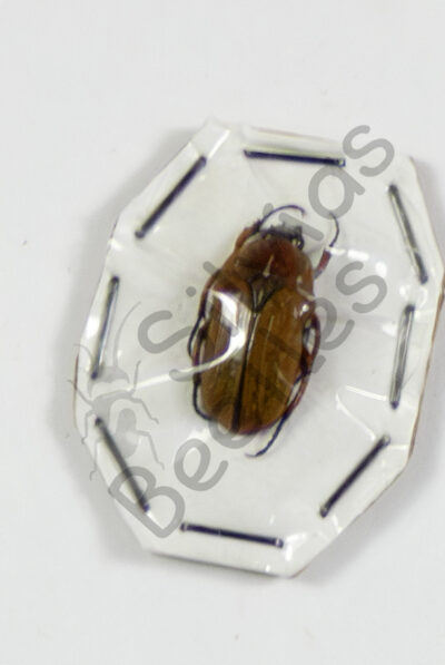 Gnathocera sp., ♂
