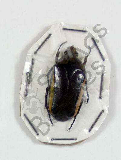Chlorocala menoceros, ♂