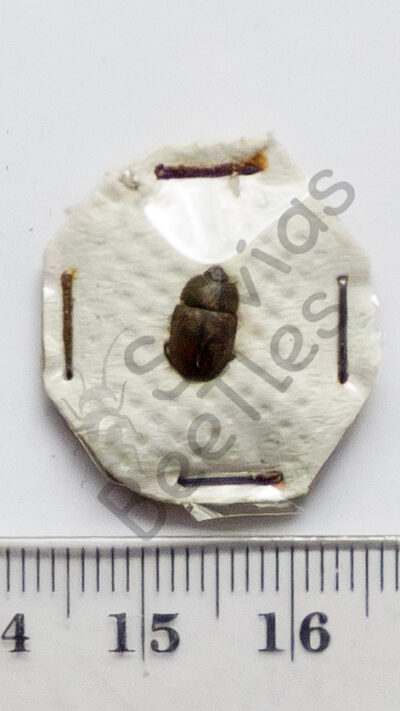 Scarabaeidae sp.