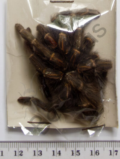 Theraphosidae sp.
