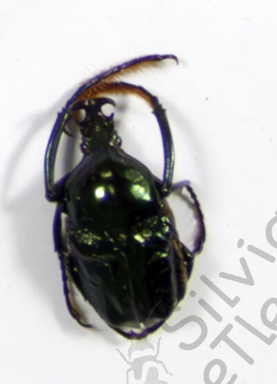 Neoscelis dorhni