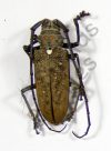 Batocera sp.