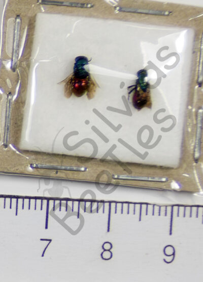 Hymenoptera ssp.