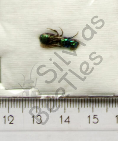Hymenoptera ssp.
