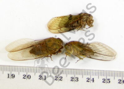 Auchenorrhyncha, Cicada ssp.