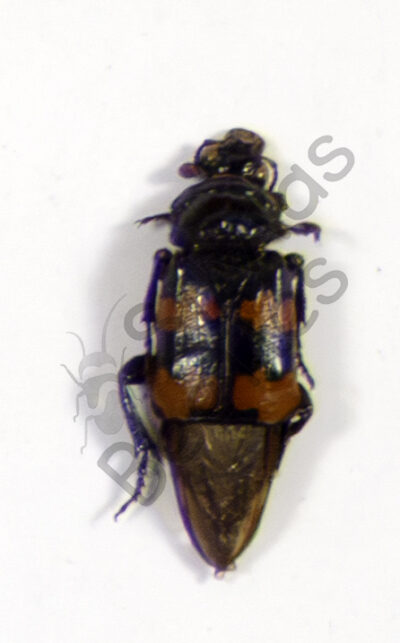 Necrophorus vespilloides
