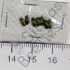 Anthaxia sp.