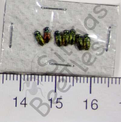Anthaxia sp.