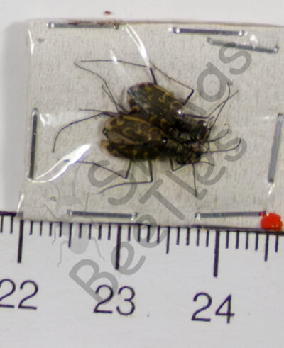 Cicindela trisignata