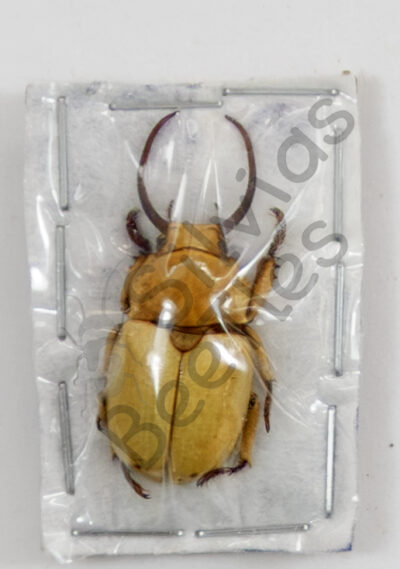 Fruhstorferia sexmaculata