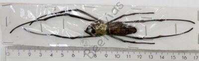 Nephila pilipes hasselti