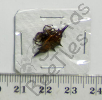 Gasteracantha sp.