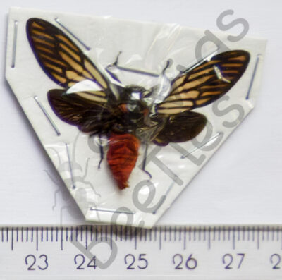 Huechys incarnata