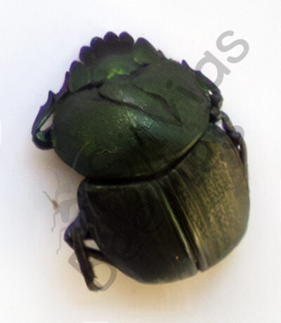 Scarabaeus sp.