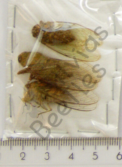 Auchenorrhyncha, Cicada ssp.