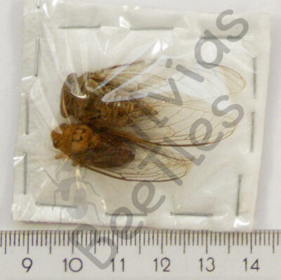 Auchenorrhyncha, Cicada ssp.