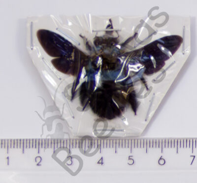 Brachycera, Xylocopa caerulea, ♀