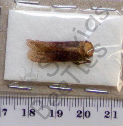 Auchenorrhyncha, Cicada ssp.