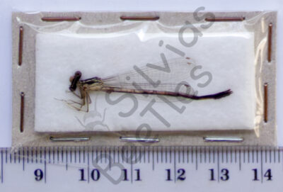 Odonata ssp.