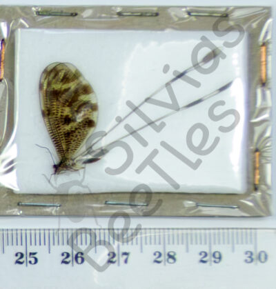 Nemoptera coa