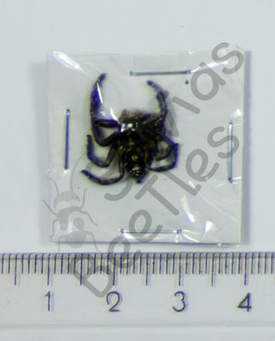 Salticidae sp.